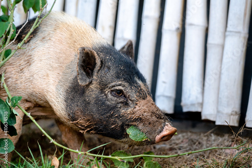 black dwarf pig eating green leaf on a farm. photo