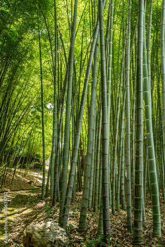 Fototapeta Naklejka Na Ścianę i Meble -  bamboo forest in the morning