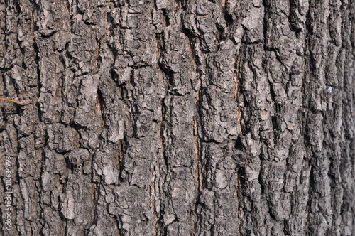 gray background in the tree bark