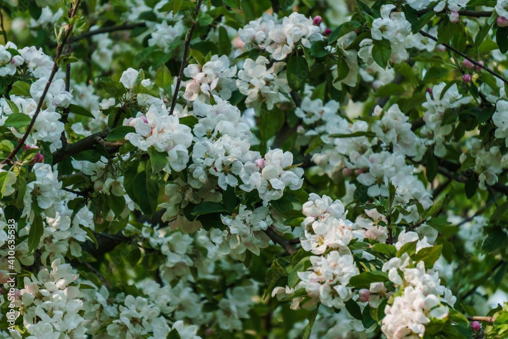 White flowers of apple tree on a branch in the garden. White flowers of apple tree on a branch in the garden.