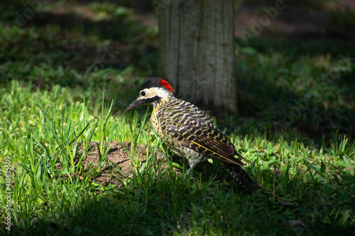  woodpecker in the grass