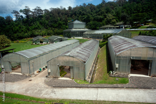 Wallpaper Mural Greenhouse buildings used for cultivation in Northern of Thailand.. Torontodigital.ca