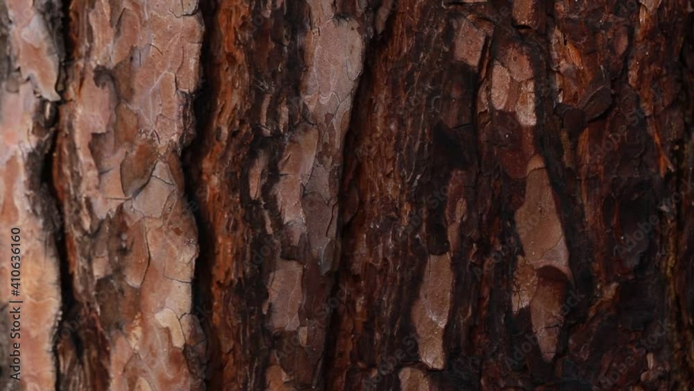 The surface of the brown tree bark close-up. Structural rough pine bark.