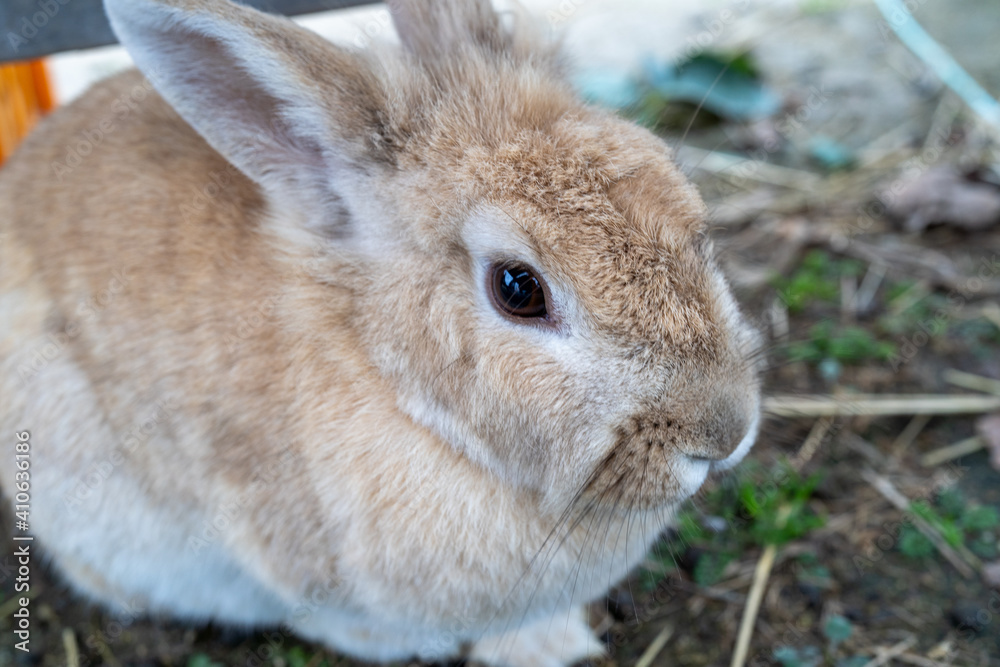 Fototapeta premium うさぎ