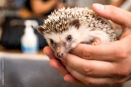 Cute small hedgehog being held at a Japanese Hedgehog Cafe