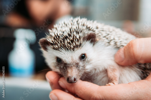 Cute small hedgehog being held at a Japanese Hedgehog Cafe