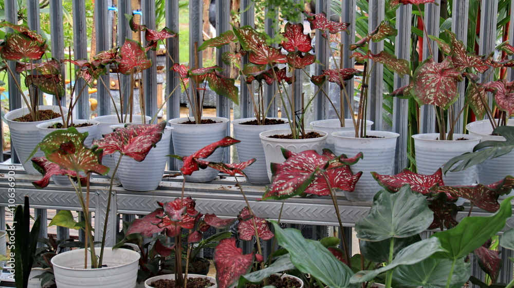 Fototapeta premium various types of taro flower , ornamental plants are beautiful and beautiful