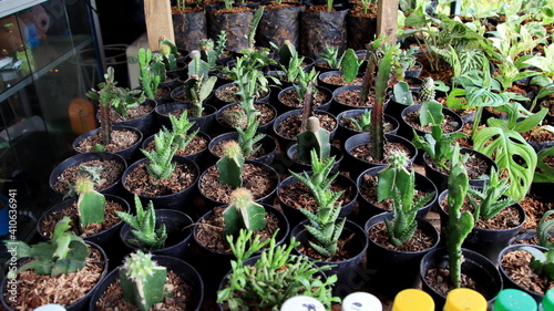 Various types of mini cactus on plants plastic pots, selective focus image