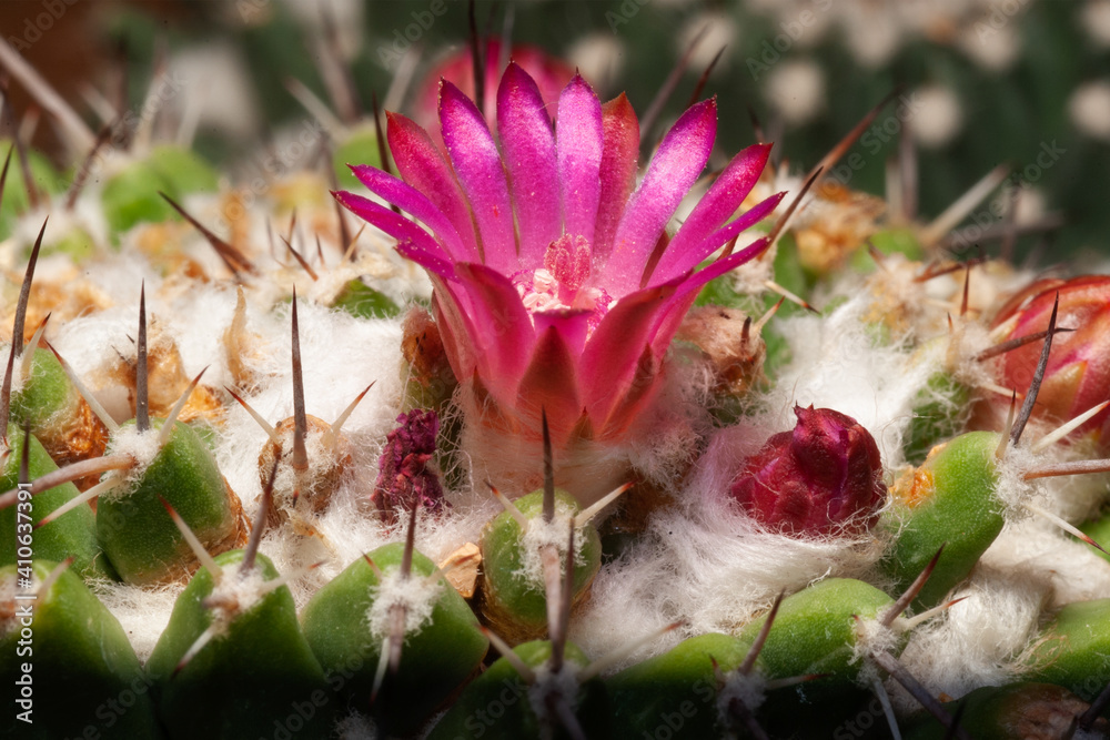 Mammillaria pringlei Brand.CACTACEAE. ann is the spicies of cactus. Mammillaria pringlei Brand.CACTACEAE. ann is the spicies of cactus.
