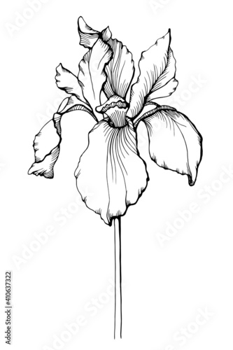 Vector Iris floral botanical flower. Wild spring leaf wildflower isolated. Black and white engraved ink art. Isolated iris illustration element.