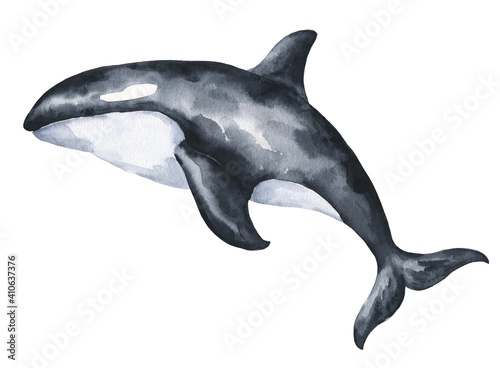 Watercolor killer whale on white background. Watercolour animal illustration. © Ann Lou