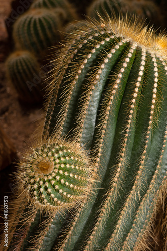 Parodia claviceps Soegazz. CACTACEAE. and is the spicies of cactus. photo