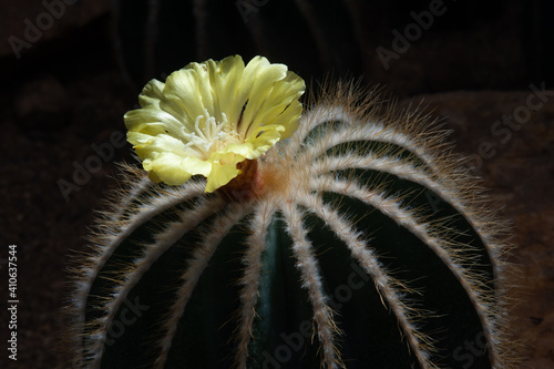 Parodia magnifica Ritt.CACTACEAE. and is the spicies of cactus. photo