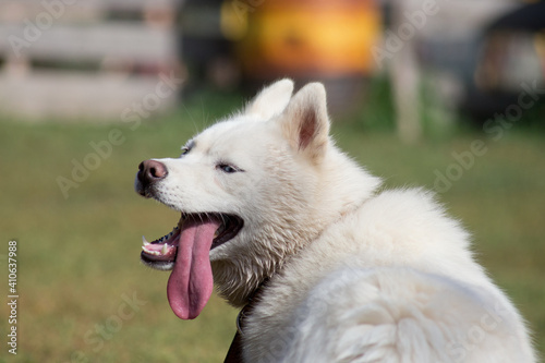 Cute white siberian husky with blue eyes and lolling tongue. Pet animals.