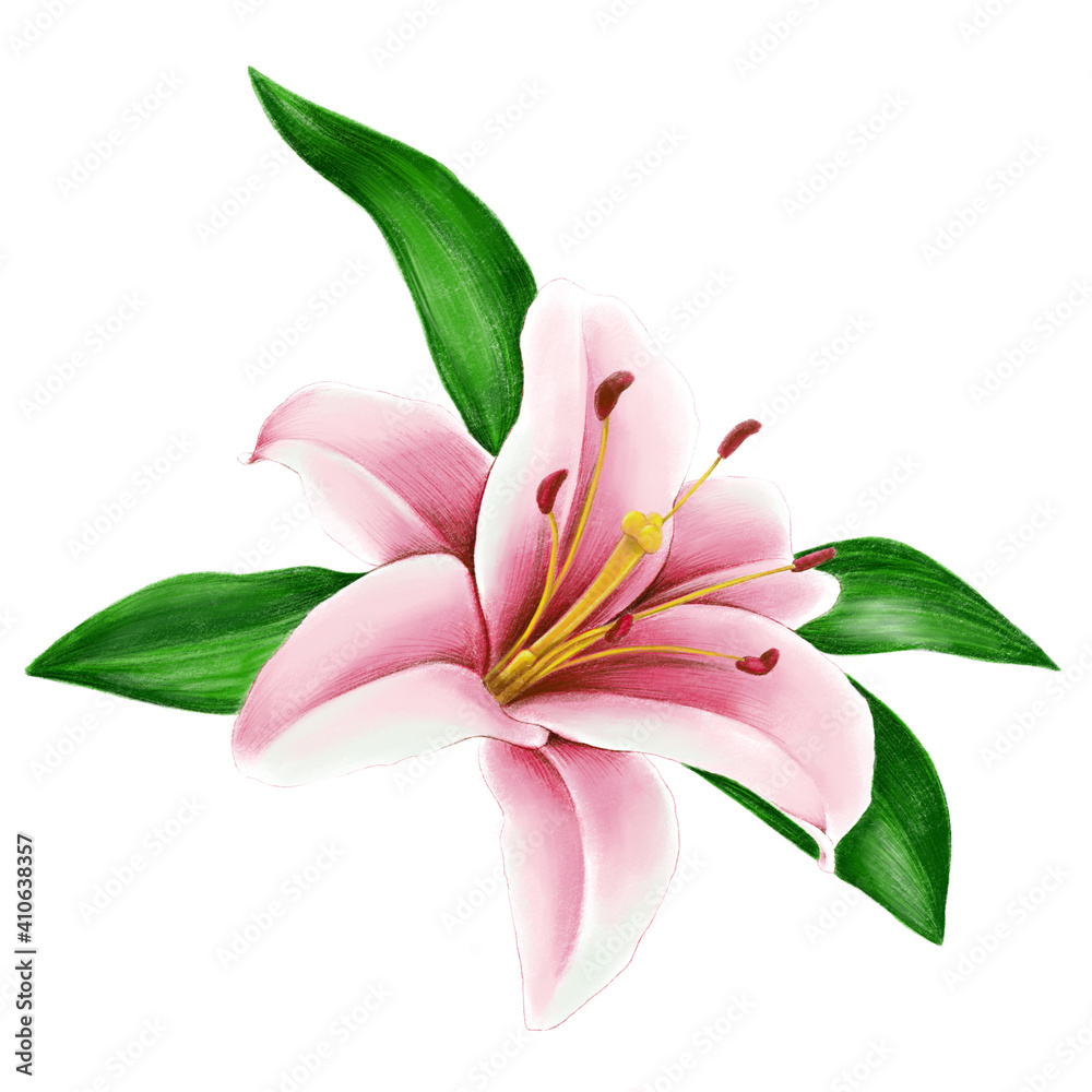Beautiful pink lily illustration with green leaves isolated on white background