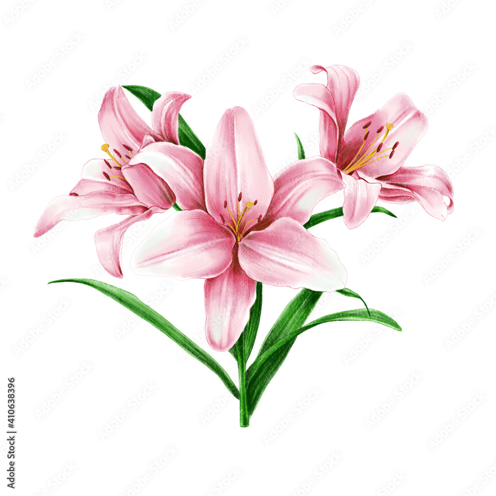 Fototapeta premium Pink lilies with green leaves. Illustration of the pink lily isolated on white background