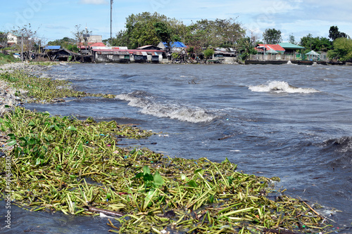 Strong stormy Winds and high tides cause lake water to rise driving water.Hyacinths and debris reaching shanty houses along the shore