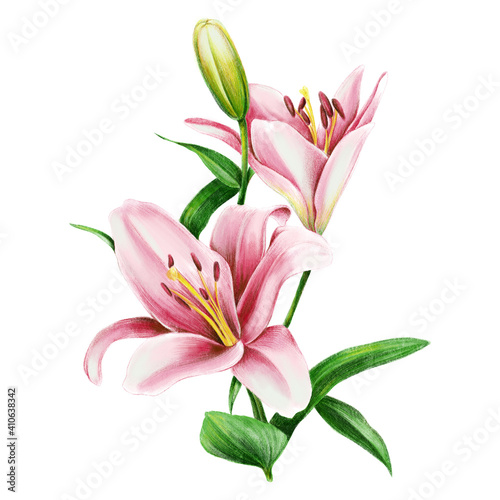 Pink lilies with blooms and green leaves isolated on white background