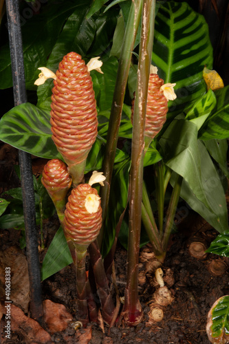 Zingiber ottensii known as zingiberaceae tropical flower.