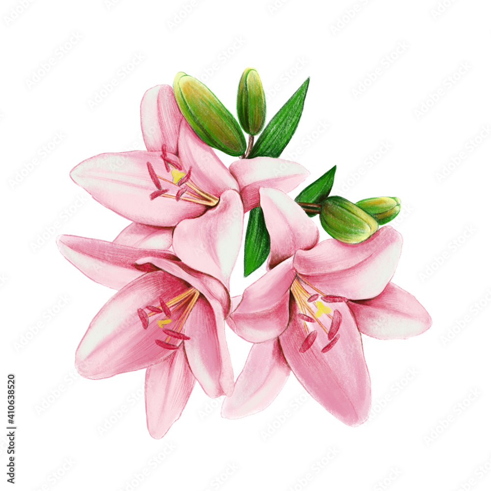 Botanical illustration of the lily flowers for invitation, greeting cards, stickers and so on