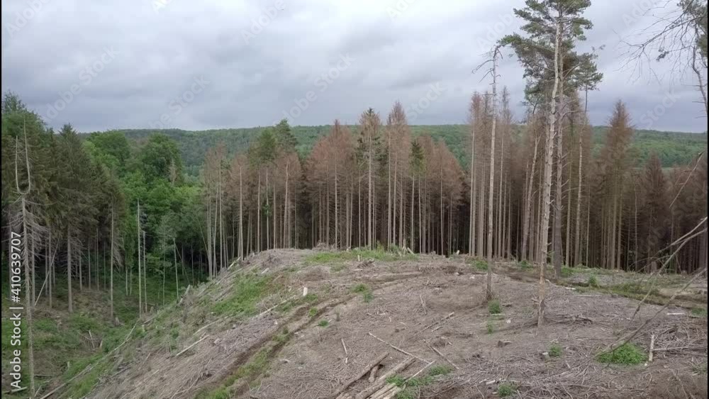 Fichtenwald vom Borkenkäfer zerstört
