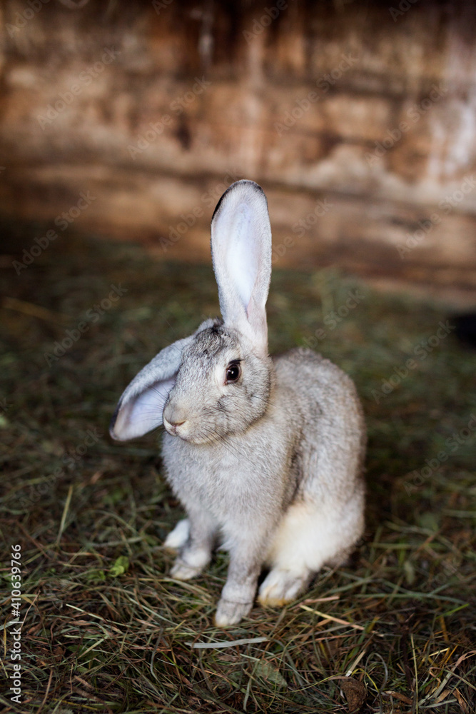A rabbit in a cage sits in the grass. Home pet. Fluffy, eared rabbit. A rabbit in a cage sits in the grass. Home pet. Fluffy, eared rabbit.
