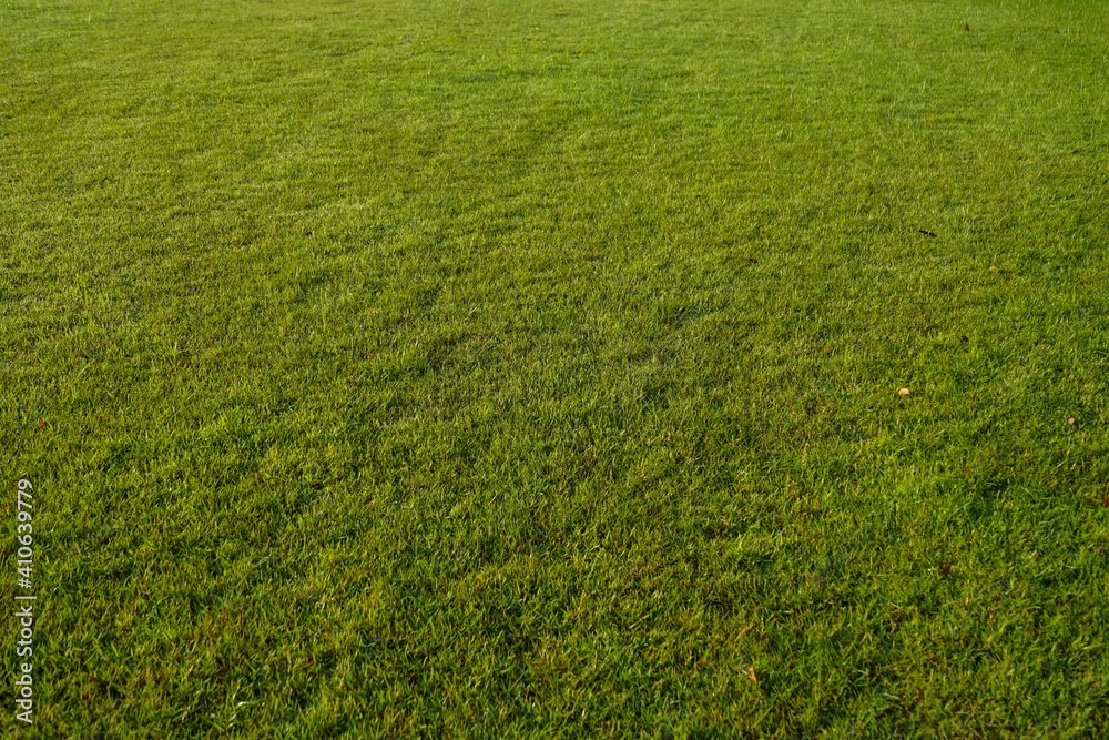 Green grass texture for background. Green lawn pattern and texture background. Close-up. Green grass texture for background. Green lawn pattern and texture background. Close-up.