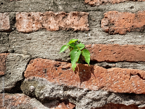 The sprouting of the Bodhi tree and growing on an ancient brick wall.