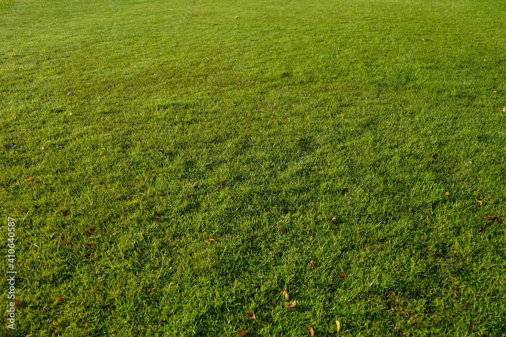 Green grass texture for background. Green lawn pattern and texture background. Close-up. 