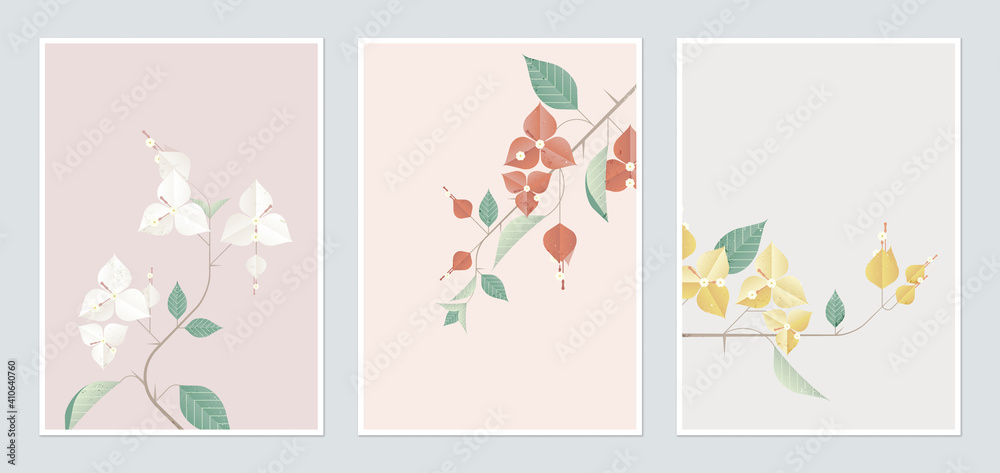 Botanical poster template design, Bougainvillea in different color Botanical poster template design, Bougainvillea in different color