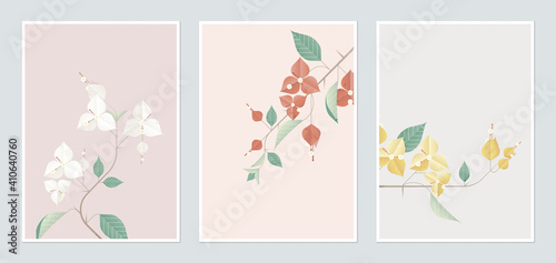 Botanical poster template design, Bougainvillea in different color
