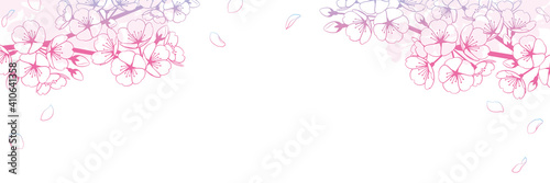 桜の背景素材　線画グラデーション