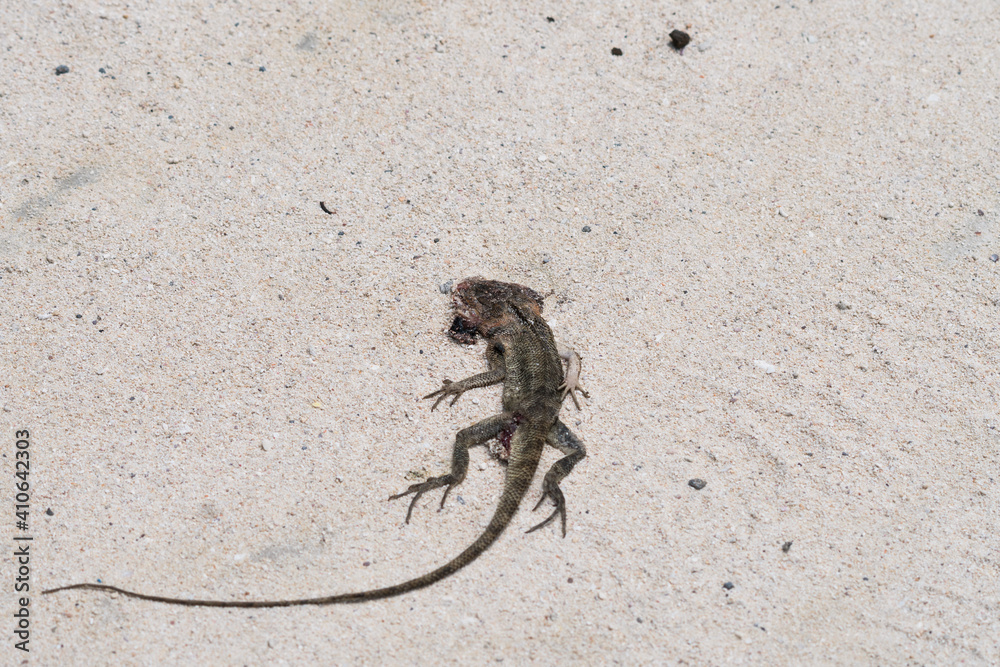 lizard on the beach, dead and flattened roadkill closeup Stock Photo ...