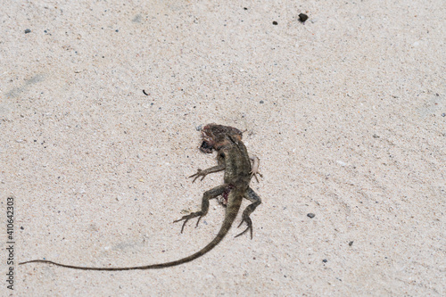 lizard on the beach, dead and flattened roadkill closeup photo