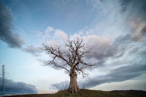 dead tree with cloudy sky