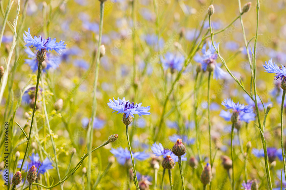 Blue cornflowers on a summer meadow