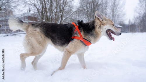 Shepherd dog for a walk in winter.