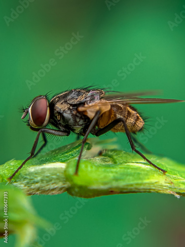 fly on leaf