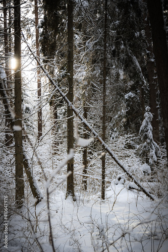 Taevaskoda and its nature in Estonian winter photo