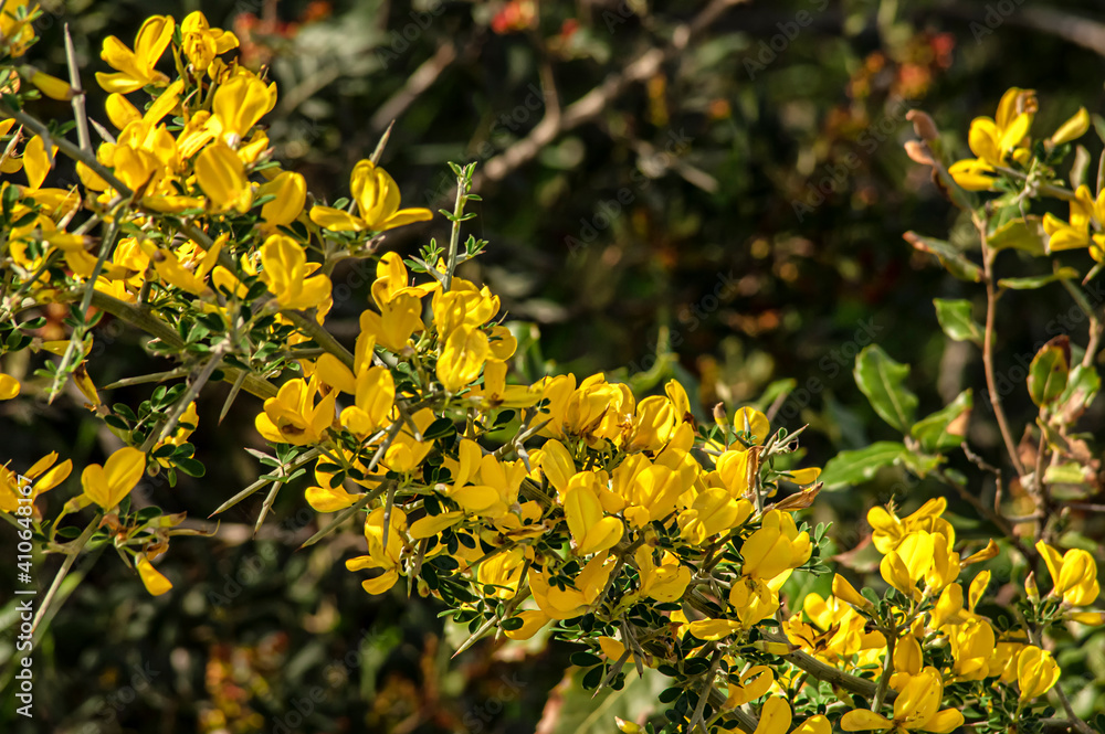 Wild Broom in Bloom Macro Photography Sardinia