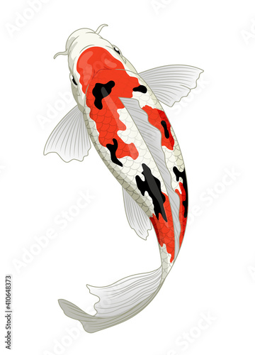 japan koi fish in sanke coloration