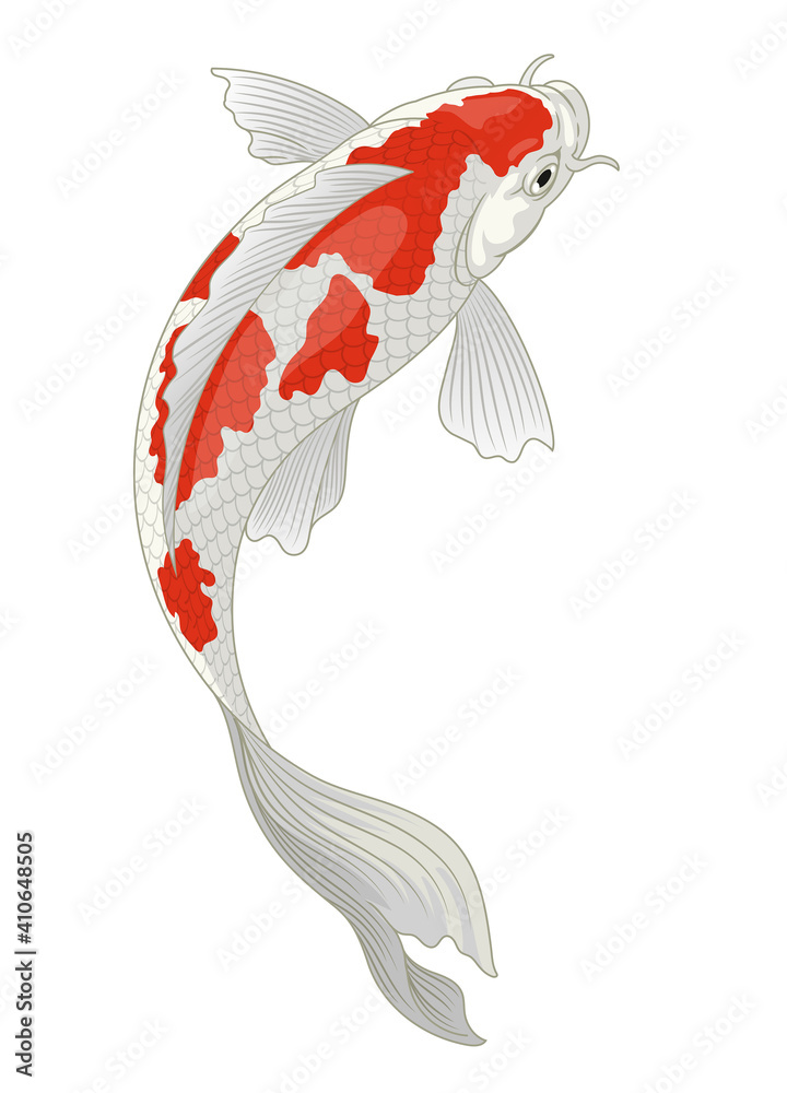 koi fish japan in red and white kohaku pattern Stock Vector