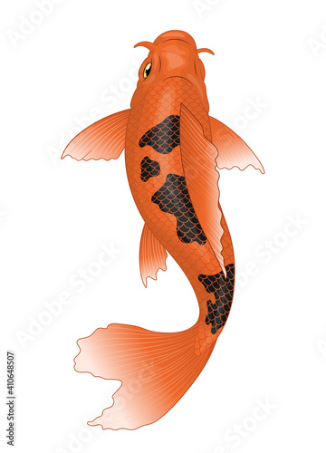 koi fish in orange with black spot colors