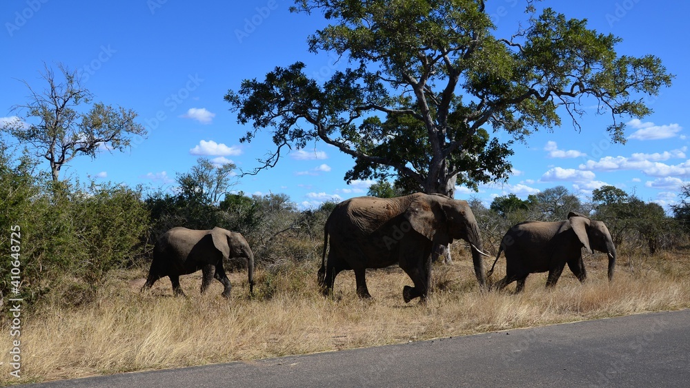 Obraz premium krugerpark