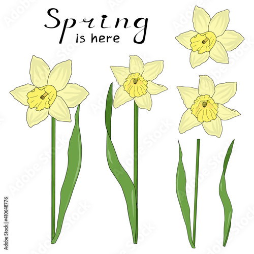Set of flower narcissus and leaves. Design elements for summer and spring greeting cards. Hand drawing objects. Narcissus in cartoon style.