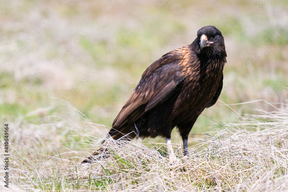 The striated caracara (Phalcoboenus australis)
The striated caracara (Phalcoboenus australis)