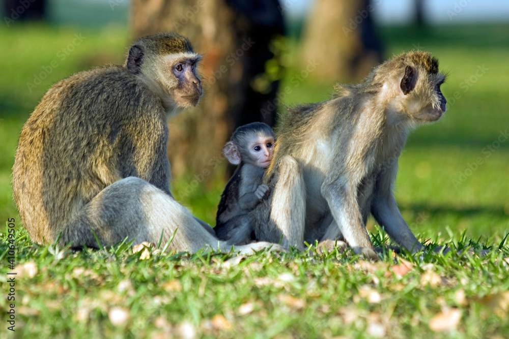 Affen Familie mit Jungtier