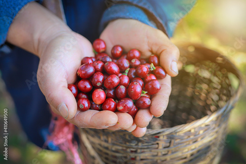 organic arabica coffee harvest farmer hand in farm.harvesting Robusta and arabica  coffee berries by agriculturist hands,Worker Harvest arabica coffee berries on its branch, harvest concept.