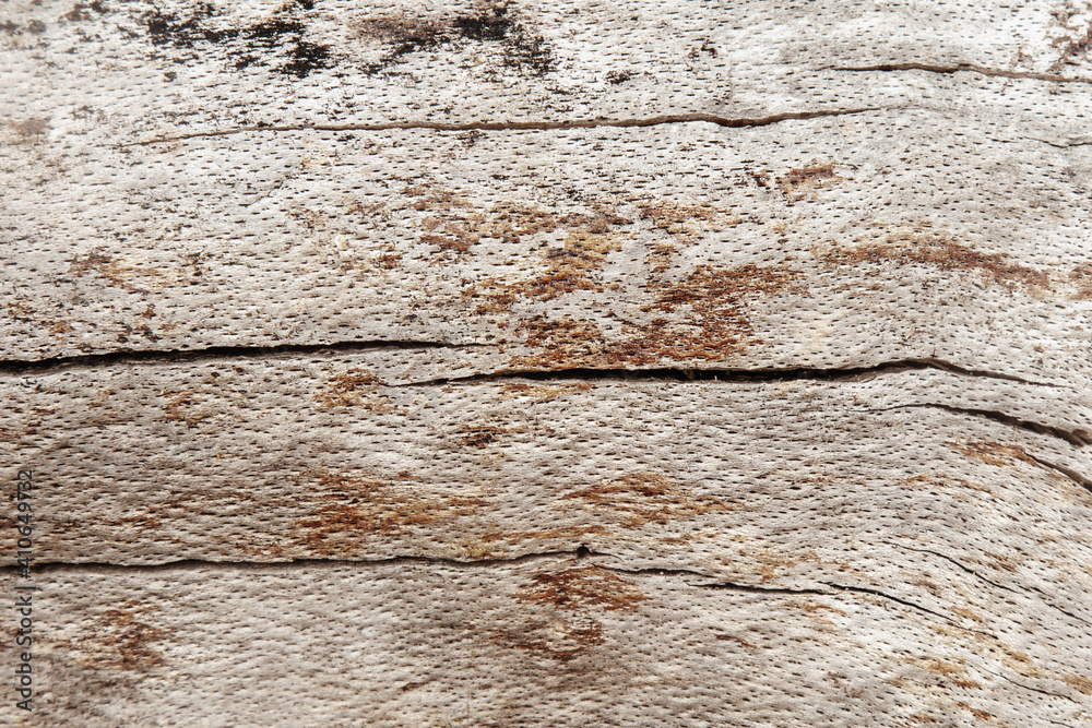 The wild nature. Background of old broken tree. Horizontal image. The wild nature. Background of old broken tree. Horizontal image.
