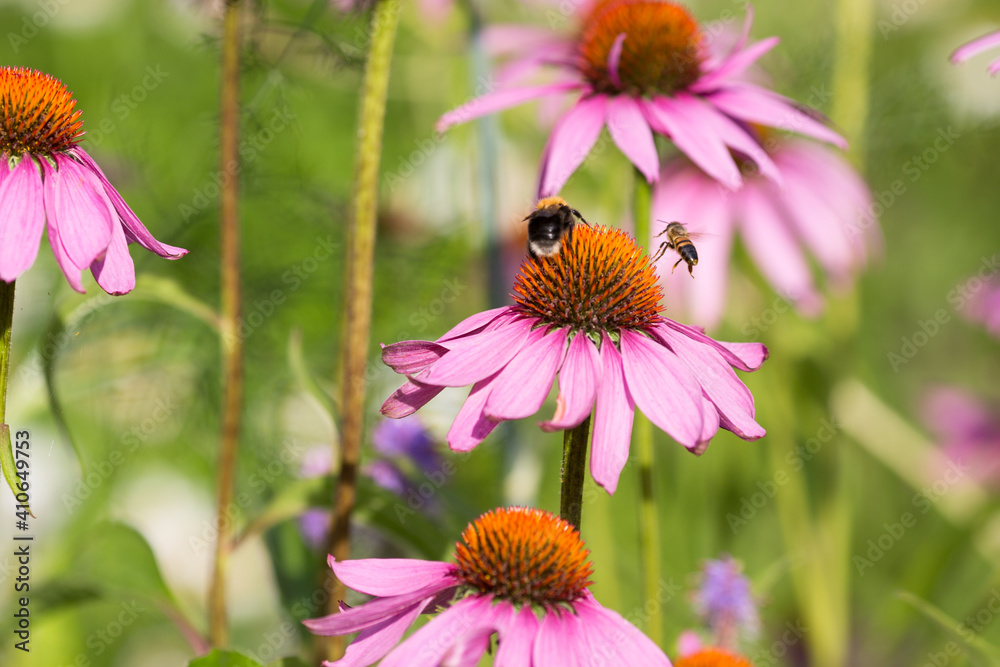 Close up on Echinacea purpurea (eastern purple coneflower, purple coneflower, hedgehog coneflower, or echinacea) with bumblebee and honey bee. Close up on Echinacea purpurea (eastern purple coneflower, purple coneflower, hedgehog coneflower, or echinacea) with bumblebee and honey bee.